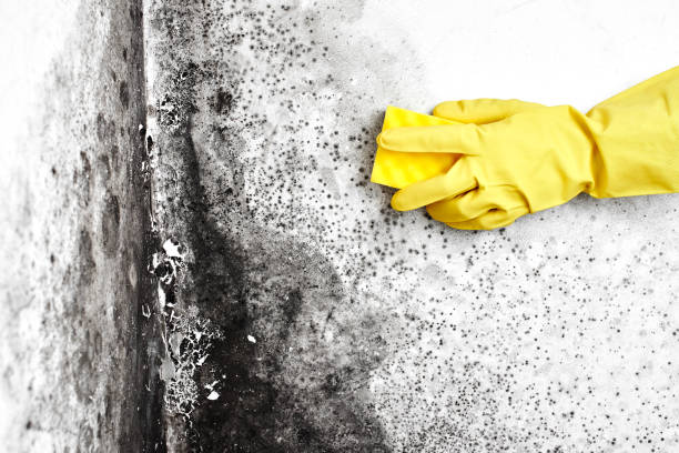 Best Affordable Mold Removal  in Springdale, MD
