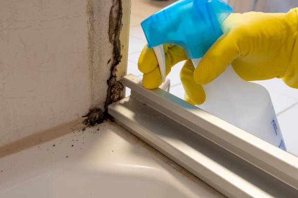 Best Office Mold Removal Services  in Springdale, MD