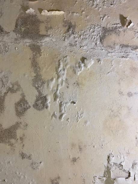Best Home Mold Removal  in Springdale, MD