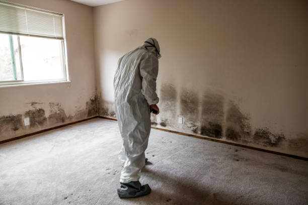 Best Attic Mold Removal  in Springdale, MD