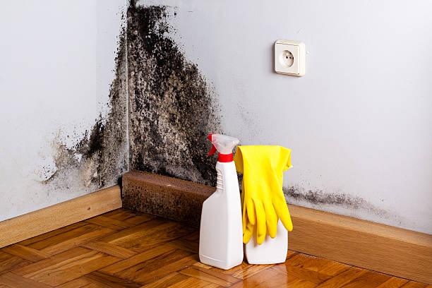 Best Crawl Space Mold Removal  in Springdale, MD
