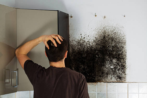 Best Commercial Mold Removal  in Springdale, MD