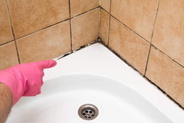 Best Emergency Mold Removal  in Springdale, MD